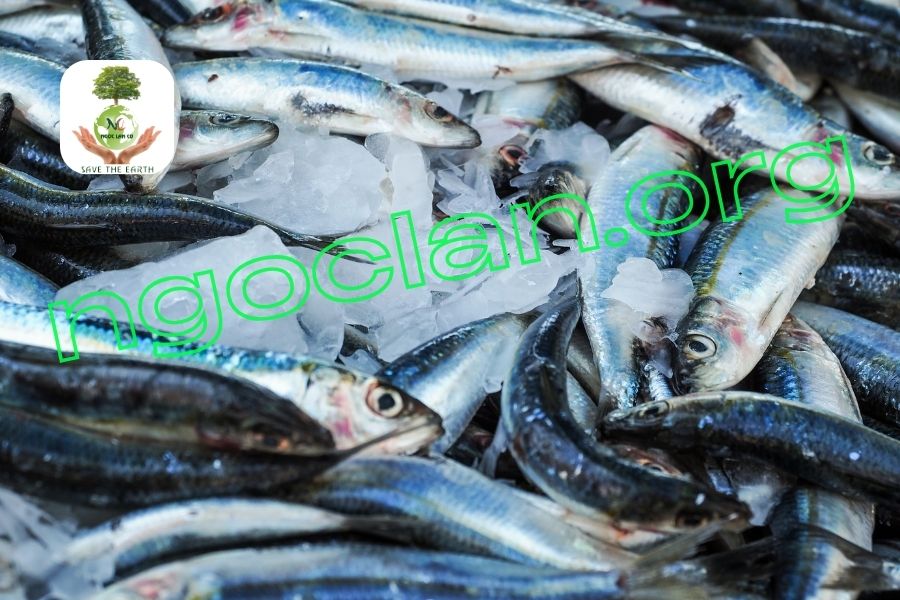 Xử lý nước thải thủy hải sản