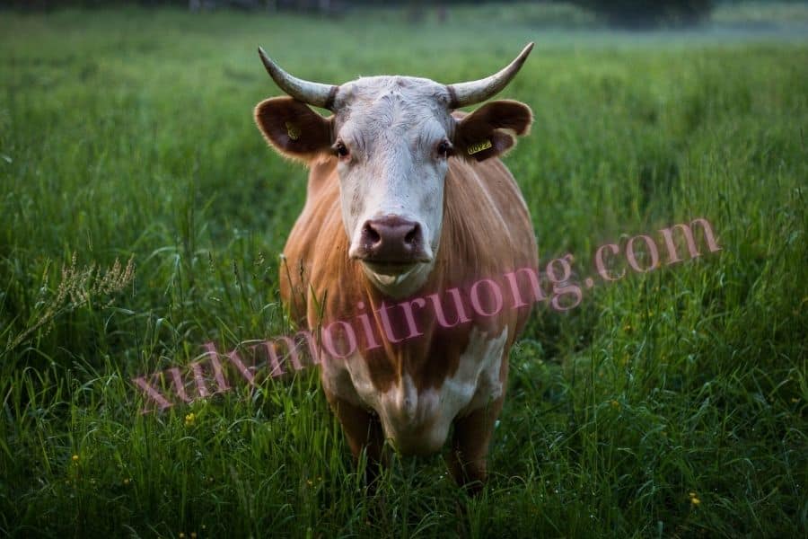 Xử lý nước thải giết mổ, cần quy trình khép kín