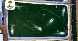 Xử lý nước thải ao nuôi cá